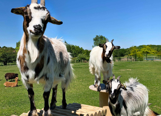 Kinderboerderij Hotel Campanile